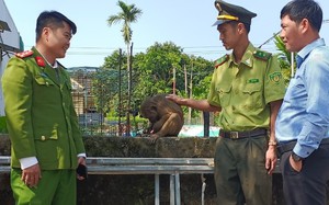 Phát hiện khỉ quý hiếm đi lạc vào khu dân cư ở Thừa Thiên Huế 