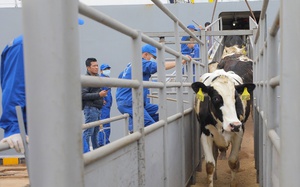 TH nhập khẩu thêm gần 2.000 bò sữa thuần chủng Holstein Friesian từ Mỹ