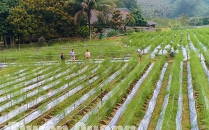 Loại rau nhìn mãi không ra lá, ai ngờ bổ dưỡng, tốt cho máu, chống béo phì, dân Tuyên Quang trồng làm giàu