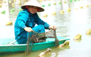 Nuôi trai lấy ngọc, dù lần đầu tiên, nông dân Hà Tĩnh đã trúng hàng trăm triệu đồng/năm