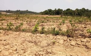 Tập đoàn công nghiệp cao su Việt Nam: Hơn 11.000ha đất trồng cao su bị lấn, chiếm và tranh chấp