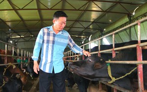 Hà Tĩnh: Biến ruộng trũng thành trại nuôi bò 3B công nghệ cao, &quot;cỗ máy sản xuất thịt&quot; đang in ra tiền
