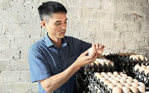 Từ 500 con gà đẻ, sau hơn 10 năm anh nông dân Thanh Hóa nhặt hơn 18.000 quả trứng/ngày
