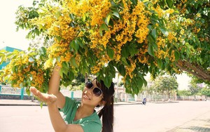  Quảng Nam: 5.000 cây sưa khoe sắc vàng tại lễ hội “Tam Kỳ - Mùa Hoa Sưa năm 2023 