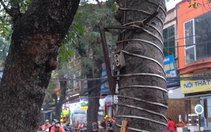 Quận Ba Đình: Hàng loạt cây xanh bị đóng đinh để treo bảng hiệu