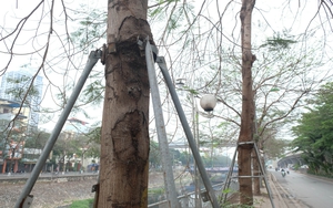 Hàng loạt cây xanh bị &quot;siết cổ&quot; bởi gông sắt trên đường phố Hà Nội