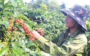 Cà phê thơm ngon nhất Việt Nam, trăm năm dâu bể bén rễ ở vùng đất Khe Sanh của Quảng Trị