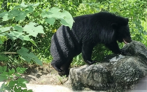 Cơ sở bảo tồn gấu Ninh Bình: Nét chấm phá du lịch bền vững