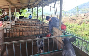 Cho lợn đen bản địa "ăn chè khổng lồ", 8X dân tộc Tày ở Hòa Bình hễ nói bán là khối người mua