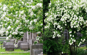 Muốn "tuyết rơi mùa hè", trồng ngay cây cảnh hoa trắng khổng lồ, đẹp lộng lẫy này