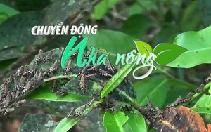 Chuyển động Nhà nông 12/4: Dịch châu chấu gây thiệt hại hơn 40ha hoa màu tại Cao Bằng