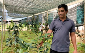 &quot;Vườn vàng&quot; ở Lâm Đồng đang bảo tồn thứ cây đầu dòng, nhiều nơi dân đang muốn trồng