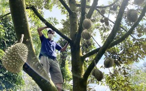 Tây Nguyên ồ ạt trồng sầu riêng, chanh dây 