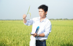 Việt Nam trồng lúa giảm phát thải CO2e đầu tiên trên thế giới: Cuộc &quot;cách mạng&quot; của nông dân ĐBSCL (Bài 2)