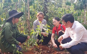 Thứ &quot;cây đổi đời&quot; ở Đắk Nông là cây gì mua 1 cây giống bé thôi mất 600.000 đồng, ra hạt bán đắt hàng?
