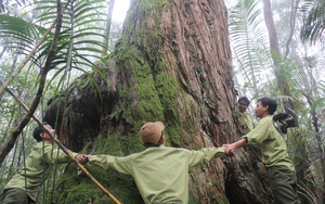 Giữa khu rừng rậm nổi tiếng Đắk Lắk có cây cổ thụ gì mà các anh kiểm lâm giang tay ra ôm không xuể?