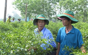 Thứ quả "hướng chỉ thiên" này ở Bình Định đang tăng giá tốt, nông dân đi hái một buổi là có tiền triệu