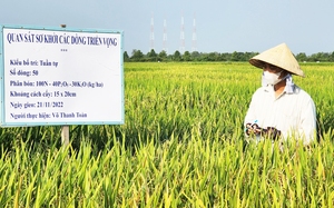 Việt Nam trồng lúa giảm phát thải CO2e đầu tiên trên thế giới: Bộ trưởng Lê Minh Hoan kỳ vọng lớn (Bài cuối)