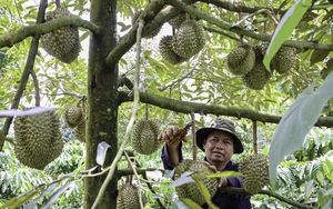 Thứ cây ra quả đặc sản bán giá hời, vì sao ngành chức năng Đắk Lắk khuyến cao nông dân nên thận trọng?