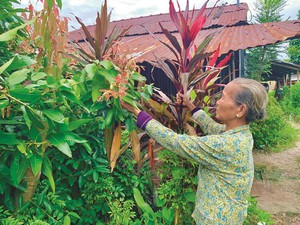 Vườn thuốc nam của bà Mười ở An Giang trồng ra chỉ để phục vụ thiên hạ