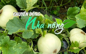 Chuyển động Nhà nông 14/4: Nông dân Tân Kỳ, Nghệ An phấn khởi vì dưa lê đầu vụ được mùa, được giá