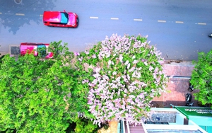 Đây mới là loại hoa đang hot nhất ở một thành phố của Đắk Lắk, dân tình nhiều người &quot;đốn tim&quot;