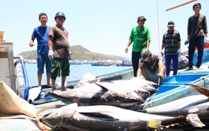 Bảo quản &quot;cá tiền tỷ&quot; đánh bắt ở Khánh Hòa bằng công nghệ mới, bắt được cá to ngư dân sẽ hết lo