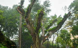 Hàng loạt cây cổ thụ trên 100 năm tuổi chết khô ở công viên Bách Thảo Hà Nội