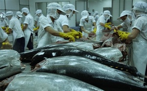 Lý do giúp xuất khẩu cá ngừ sang Peru tăng vọt