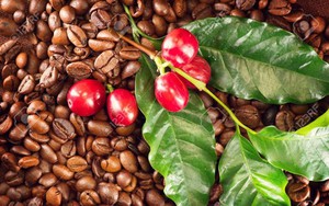 Giá cà phê điều chỉnh giảm cuối tuần, cà phê nội quay đầu "hụt" 700 đồng/kg