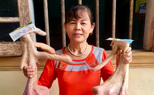 Một cặp nhung hươu Hương Sơn ở Hà Tĩnh nặng gần 4kg, giá bán lên tới 44 triệu đồng