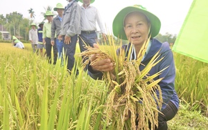 Giống lúa TBR97 "đẻ khoẻ", nông dân Quảng Nam kỳ vọng vụ mùa bội thu