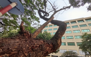 Tiềm ẩn nguy cơ từ những cây xanh chết khô chưa được chặt bỏ ở quận Hoàn Kiếm