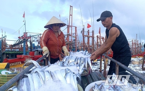 Đây là loài cá mà dân làng Cảnh Dương ở Quảng Bình ra biển câu được vô số, toàn con dài thườn thượt