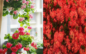 4 cây cảnh nở hoa như quả cầu lớn rực rỡ, mang năng lượng tốt lành vào nhà bạn