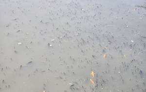 TP.HCM: Cá nổi kín mặt nước trên kênh Nhiêu Lộc - Thị Nghè