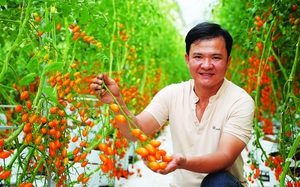 Chàng kỹ sư điện Tây Ninh bỏ nghề về trồng vườn cà chua đẹp "phát hờn", người vào ra chụp ảnh, quay phim
