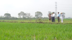 Tập trung ruộng đất - nhìn từ mô hình lúa hữu cơ tại Hà Nội