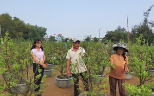 Quảng Nam: Vượt khó khăn - hoạt động tín dụng chính sách Hội An hái "quả ngọt"