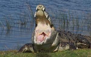 Nhiếp ảnh gia kể chuyện săn ảnh con cá sấu khổng lồ có chiều dài hơn 4 mét