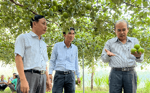 Giống táo bom “siêu to khổng lồ” sẽ được trồng đại trà tại Ninh Thuận và các tỉnh Nam Trung bộ