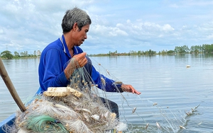 Bắt cá trên đồng xả lũ An Giang, cá bé nhưng là cá ngon, dính lưới chi chít, gỡ mỏi cả tay