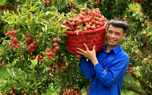 Một huyện của tỉnh Bắc Giang muốn xuất khẩu 43.300 tấn một loại trái cây đặc sản