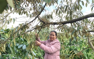 Cho cây sầu riêng &quot;chung nhà&quot; với cây cà phê, một nông dân Gia Lai thu tiền tỷ