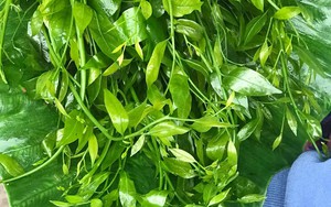 Loại rau tốt cho đường ruột, có tên trong Sách đỏ Việt Nam, quý nhất ở Vườn Quốc gia Xuân Sơn của Phú Thọ