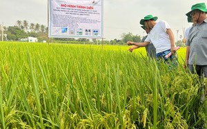 Ninh Thuận thử nghiệm thành công giống lúa cho hạt gạo “ngon nhất thế giới” 