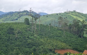 Khởi tố nguyên phó ban quản lý rừng để điều tra việc lập khống hồ sơ giao khoán đất rừng