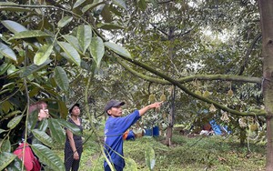Bụi từ sân bay Long Thành: Nông dân Đồng Nai lo vụ trái cây thất bại vì chôm chôm, sầu riêng non rụng đầy gốc