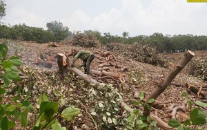 Hết thời vàng son, nông dân Đắk Nông đành chặt bỏ hàng loạt cây này
