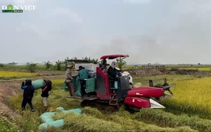 Video: Nguyên nhân hơn 200 ha lúa ở vựa lúa lớn nhất Đắk Nông bị nghẽn bông, lép hạt